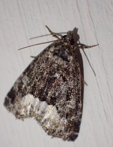Réf. 234 837 : Deltote pygarga